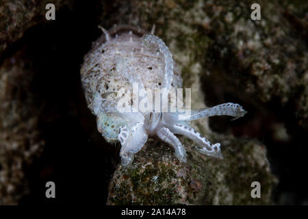 Una nana seppie visualizza i suoi tentacoli su una scogliera di notte. Foto Stock