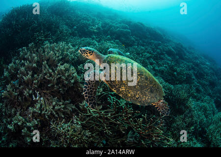 Un hawksbill sea turtle nuota su una scogliera nel Parco Nazionale di Komodo, Indonesia. Foto Stock