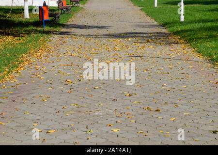 Le foglie sono di colore giallo sul terreno. Foglie di autunno autunno. Foto Stock