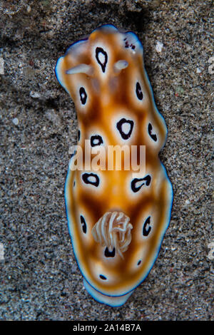 Un colorato Hypselodoris tryoni crawl nudibranch attraverso un mare di sabbia piano. Foto Stock