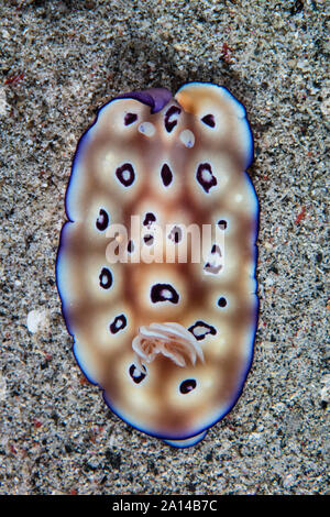 Un colorato Hypselodoris tryoni crawl nudibranch attraverso un mare di sabbia piano. Foto Stock