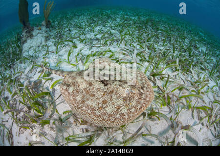 Un giallo stingray nuota su mare erba Turneffe Atoll, Belize. Foto Stock