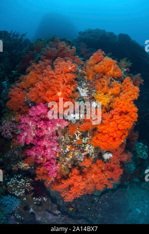 Un sano di coralli ed altri invertebrati prosperano su una scogliera a Sulawesi, Indonesia. Foto Stock