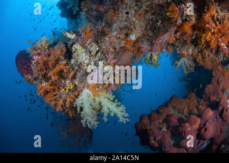 La vibrante coralli molli, Dendronephthya sp., prosperare in Raja Ampat, Indonesia. Foto Stock