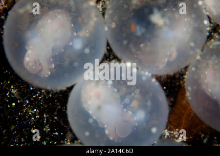 Flamboyant seppie embrioni sul fondo del mare nello stretto di Lembeh, Indonesia. Foto Stock