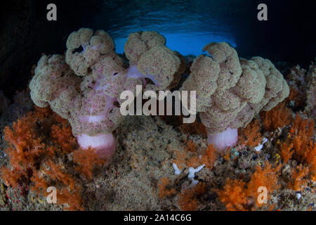 La vibrante coralli molli, Dendronephthya sp., prosperare in Raja Ampat, Indonesia. Foto Stock