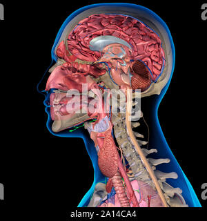 Sezione trasversale di uomo di anatomia di testa su sfondo nero. Foto Stock