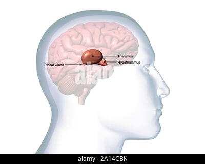 Profilo della testa maschio con il talamo, ipotalamo e la ghiandola pineale anatomia cerebrale. Foto Stock