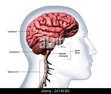 Profilo di uomo di testa con anatomia cerebrale etichettato su sfondo bianco. Foto Stock
