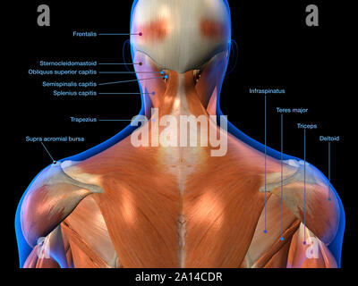 Denominata tabella di anatomia del collo e schiena muscoli su sfondo nero. Foto Stock
