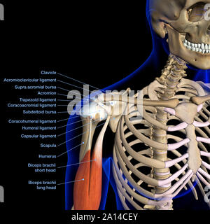 Denominata tabella di anatomia dei legamenti della spalla su sfondo nero. Foto Stock