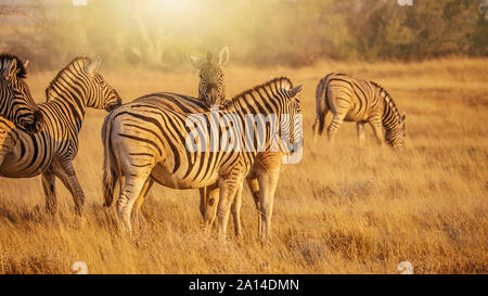 Golden la luce del mattino e una mandria di Burchell's zebre (Equus burchelli) in erba secca del Parco Nazionale di Etosha, Namibia. Foto Stock