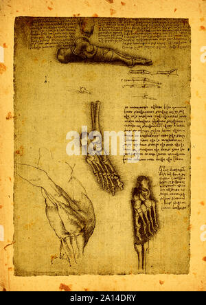 Chiusura del vecchio anatomia disegni di Leonardo Da Vinci Foto Stock