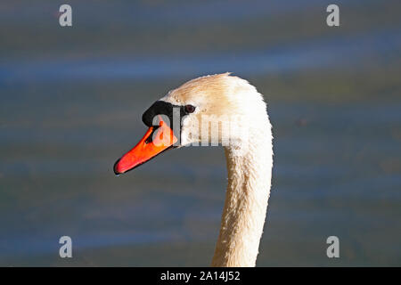 Cigno close up nome latino Cygnus olor famiglia anatidi nuotare in un laghetto nei parchi Universitari a Oxford, Inghilterra in primavera Foto Stock