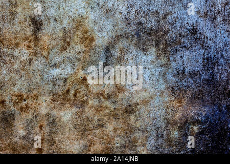 In prossimità della parete piena di colore marrone alghe secche su di esso usato come cibo e anche per la sua proprietà medicinali. Foto Stock