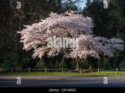 Yoshino Cherry Blossom nel Parco Hagley Christchuch Nuova Zelanda Foto Stock