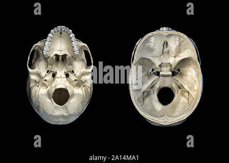 Cranio umano sezione trasversale e una vista dal basso, Foto Stock
