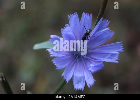 Un piccolo nero Wasp su un Blu fiore Chickory Foto Stock