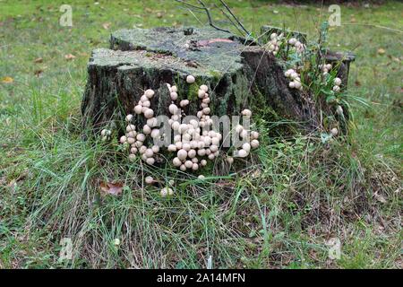 Puffballs prosperare su un vecchio ceppo di albero Foto Stock
