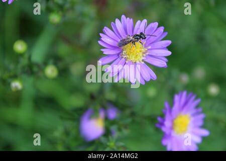 Un piccolo nero Wasp seduti su un porpora e giallo fiore Aster Foto Stock