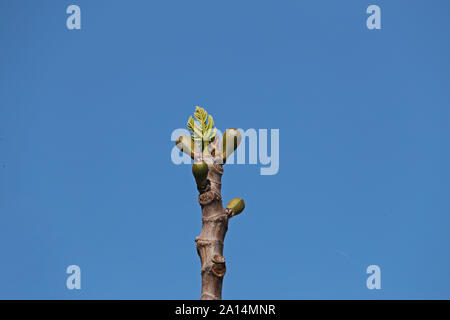 Foglie e frutti di piccole dimensioni a partire da formare su di un albero di fico latino Ficus carica in primavera in Italia i frutti diventano nere quando sono maturi Foto Stock