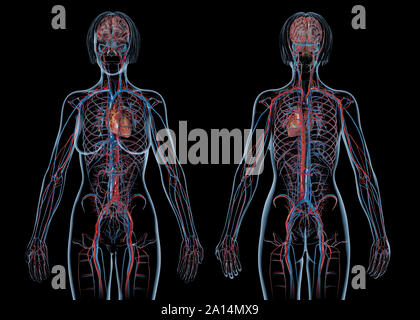 Femmina sistema cardiovascolare, posteriore e anteriore Views, su sfondo nero. Foto Stock