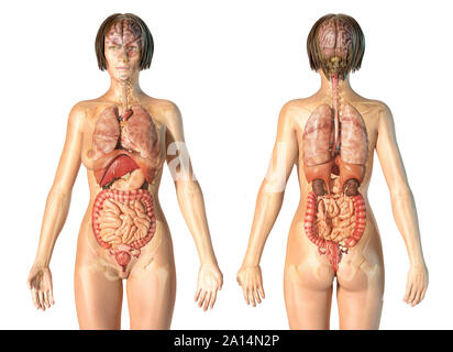 Anatomia femminile di organi interni con scheletro, posteriore e viste frontali. Foto Stock