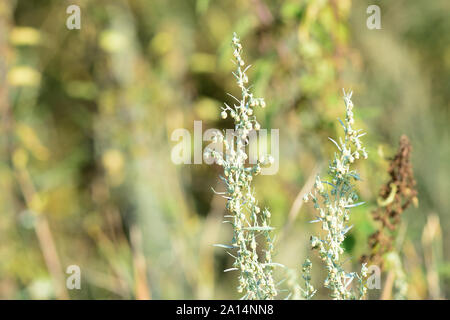 Assenzio erba sul campo su una soleggiata giornata estiva di close-up Foto Stock