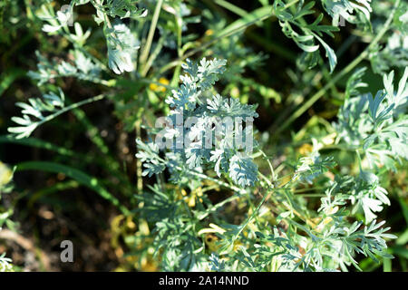 Assenzio erba sul campo su una soleggiata giornata estiva di close-up Foto Stock