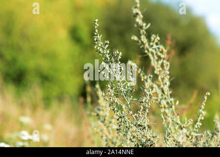 Assenzio erba sul campo su una soleggiata giornata estiva di close-up Foto Stock