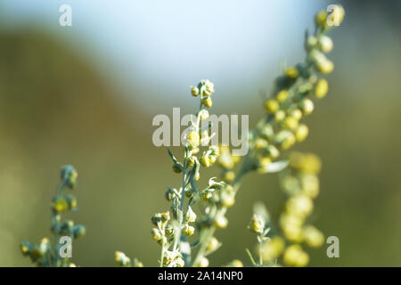 Assenzio erba sul campo su una soleggiata giornata estiva di close-up Foto Stock