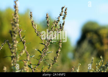 Assenzio erba sul campo su una soleggiata giornata estiva di close-up Foto Stock