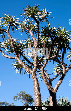 Sydney Australia, pungenti tronco di albero e rami di un Madagascar Palm tree stagliano contro un cielo blu Foto Stock