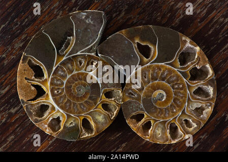 Antica ammoniti, a cui si fa riferimento anche come ammonoidea o ammonoids, sono una forma estinta di mollusco marino strettamente correlati ai moderni celoids, come i calamari Foto Stock
