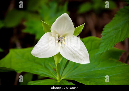 Il grande bianco Trillium nelle Smoky Mountains del Tennessee, USA, America. Foto Stock