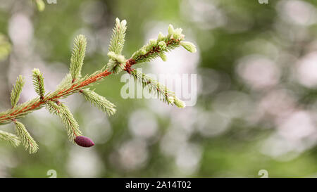 Ramo di abete rosso su una verde sfondo sfocato. Foto Stock