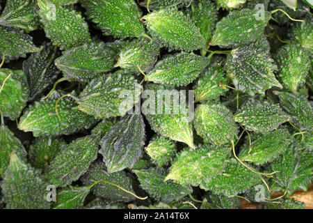 Fresca gourd Amaro pronto per la vendita nel mercato indiano Foto Stock