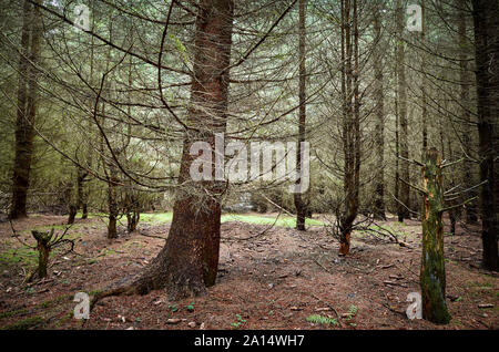 Fitta foresta scura all'inizio dell'autunno, della Polonia. Foto Stock