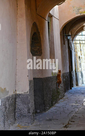 Tuscania (Italia) - Una splendida cittadina etrusca e medievale in provincia di Viterbo, Tuscia, regione Lazio. Si tratta di un'attrazione turistica per molte chiese Foto Stock