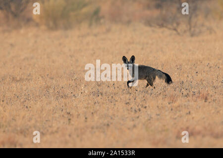 Otocyon megalotis Foto Stock