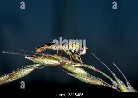 Tiny hover fly appollaiate su erba Foto Stock