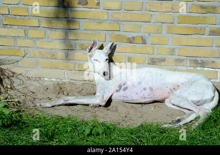 Bianco cane podenco frastornante al sole con un mattone giallo a parete come sfondo. Foto Stock