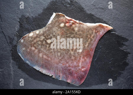 Un crudo, non cotti e non scuoiata ray ala da un thornback ray, Raja clavata. Ardesia scuro dello sfondo. Il Dorset England Regno Unito GB. Foto Stock