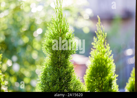 Vista dettagliata del verde di Natale a foglie di thuja tree sul verde sfondo bokeh di fondo. Rametto di occidentalis conifera sempreverde bush, noto anche come thuj cinese Foto Stock