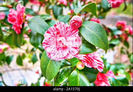 Sasanqua Camellia japonica con rosso e fiori di colore rosa. Comune di camellia rosa dell'inverno. Foto Stock