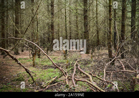 Fitta foresta scura all'inizio dell'autunno. Foto Stock