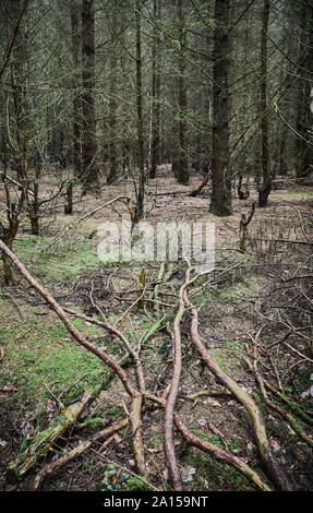 Fitta foresta scura all'inizio dell'autunno. Foto Stock