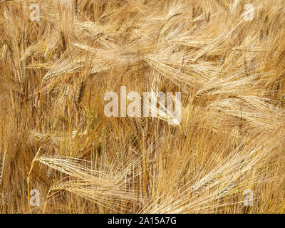Un vicino uo di un campo di golden orzo maturo e pronto per il raccolto Foto Stock