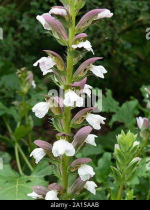 Una chiusura di una sezione del fiore spike d'acanto mollis Foto Stock