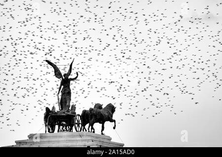 Statua della Dea Victoria a cavallo su quadriga sulla sommità del monumento a Vittorio Emanuele II circondato da storni , roma, Italia Foto Stock